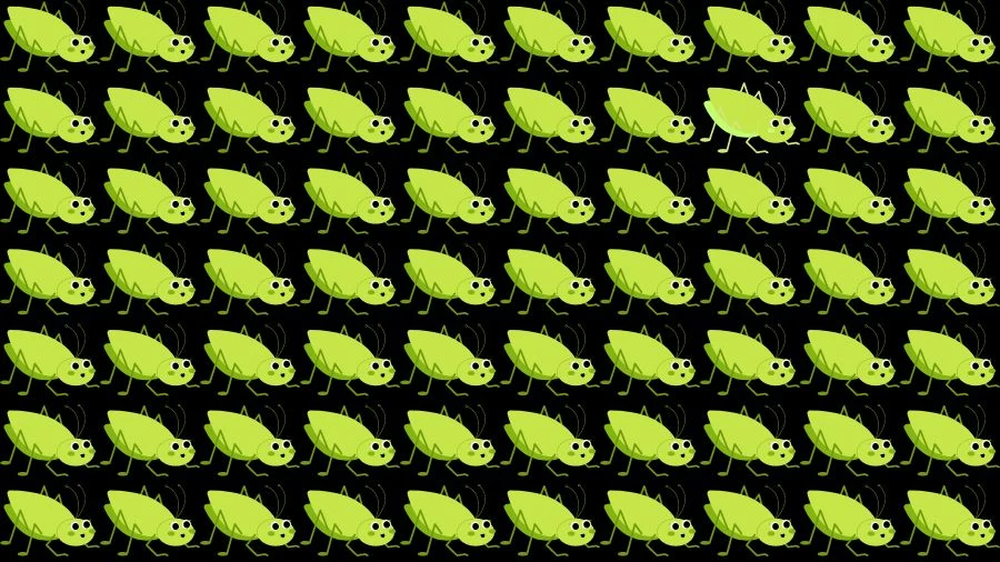 Optical Illusion Brain Challenge: If you have Eagle Eyes find the Odd Grasshopper in 15 Seconds