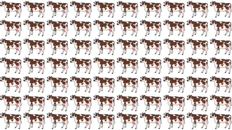 Optical Illusion Visual Test: If you have Eagle Eyes find the Odd Cow in 18 Seconds