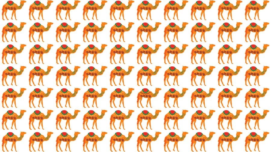 Optical Illusion Visual Test: If you have Eagle Eyes find the Odd Camel in 18 Seconds