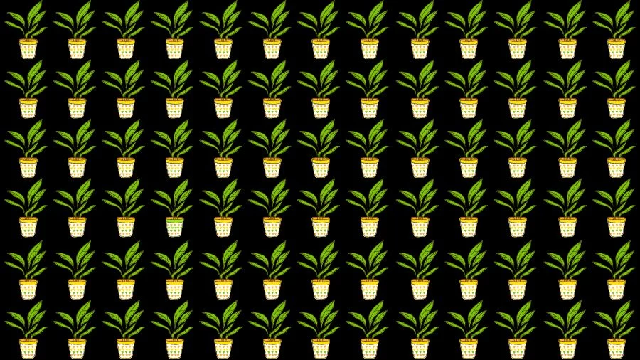 Optical Illusion Visual Test: If you have Eagle Eyes find the Odd Plant in 18 Seconds