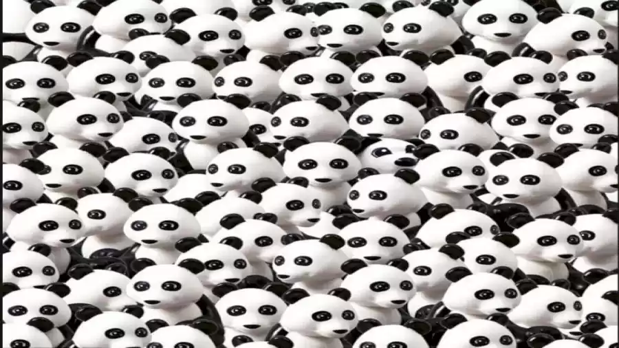 Brain Teaser 20/20 HD Visual Test: Can you spot the Dog within 8 secs? New puzzle hides canine among pandas