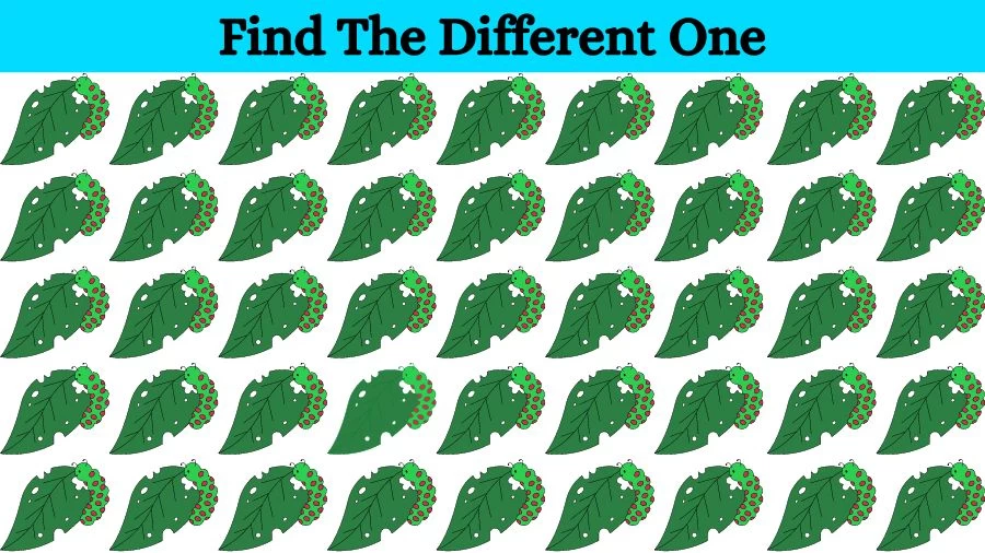 Observation Visual Test: Can you Circle the Odd One Out in this Image