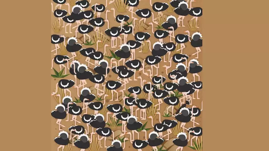 Observation Visual Test: Can you spot what’s hidden in This scene of ostriches image within 25 seconds?