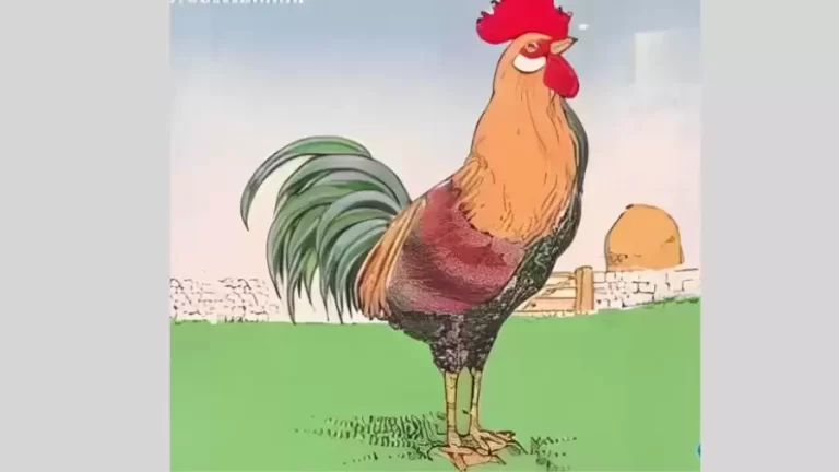 Only 20% of People Can Spot the mistake in the rooster picture in Less than 10 Secs