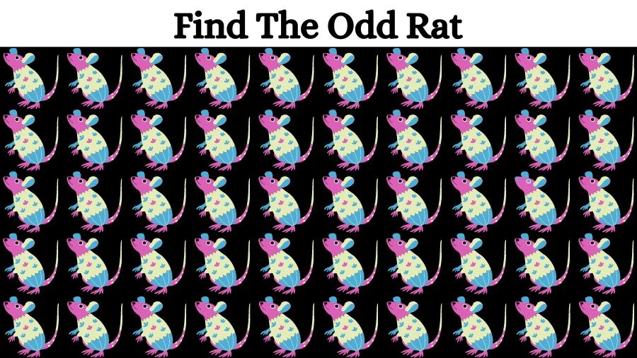 Optical Illusion Eye Test: Can you find the Odd Rat in 20 Seconds?