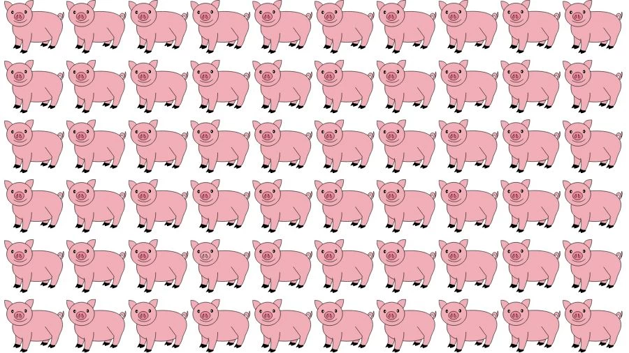 Optical Illusion Eye Test: Try to find the Odd Pig in this Image