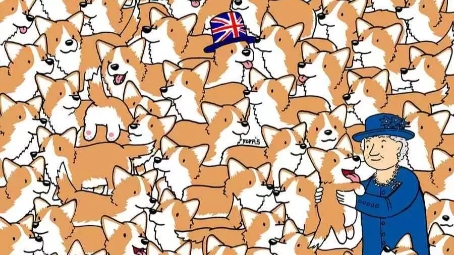 Test Your Eyes With This Optical Illusion Find Three Loaves of Bread Hidden Among the Queen’s Corgis