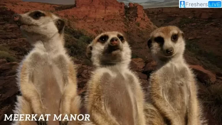 What Happened to Flower on Meerkat Manor? Meerkat Manor Flower Death