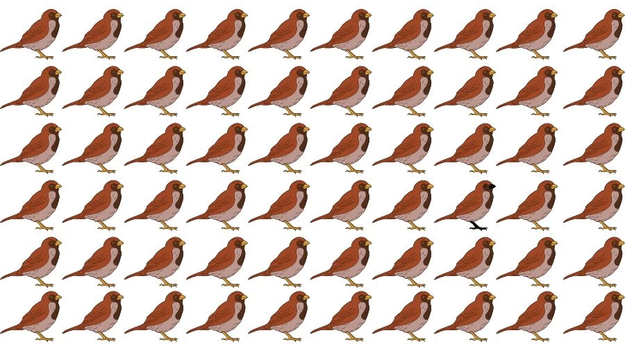 Optical Illusion Visual Test: If you have Eagle Eyes find the Odd Sparrow in 18 Seconds