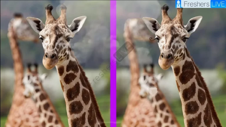 Only 1% of attentive people can spot 5 differences in the Giraffe picture in 20 seconds!