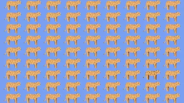 Optical Illusion Challenge: If you have Eagle Eyes find the Odd Tiger in 15 Seconds