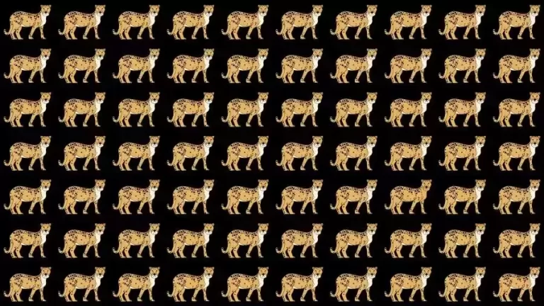 Optical Illusion Challenge: If you have Eagle Eyes find the Odd Cheetah in 15 Seconds