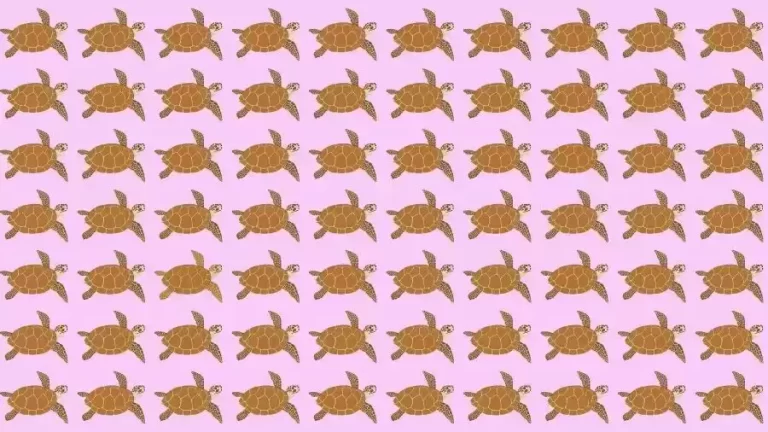 Optical Illusion Brain Test: If you have Eagle Eyes find the Odd Turtle in 10 Seconds