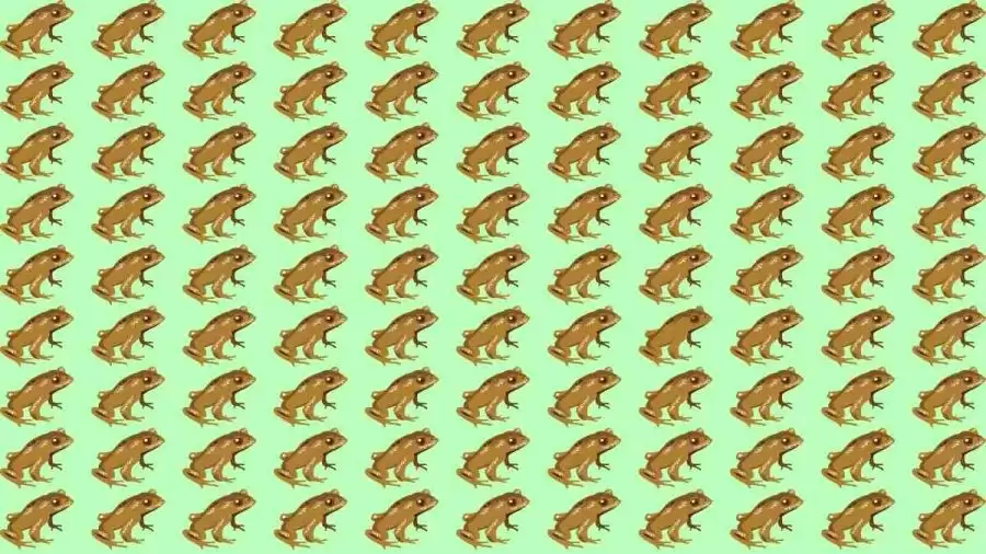 Optical Illusion Challenge: If you have Eagle Eyes find the Odd Toad in 15 Seconds