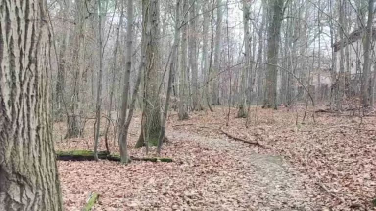 If you Have Sharp Eyes spot the hidden dog in the Forest in just 10 seconds