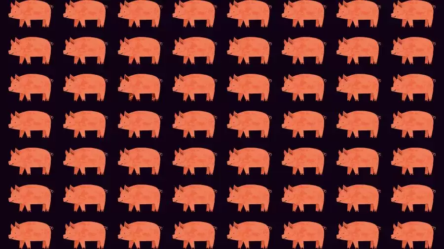 Observation Skills Test: Try to find the Odd Pig in this Image