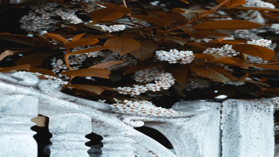 Optical Illusion: If you have good eye power find the hidden White Rose within 12 seconds