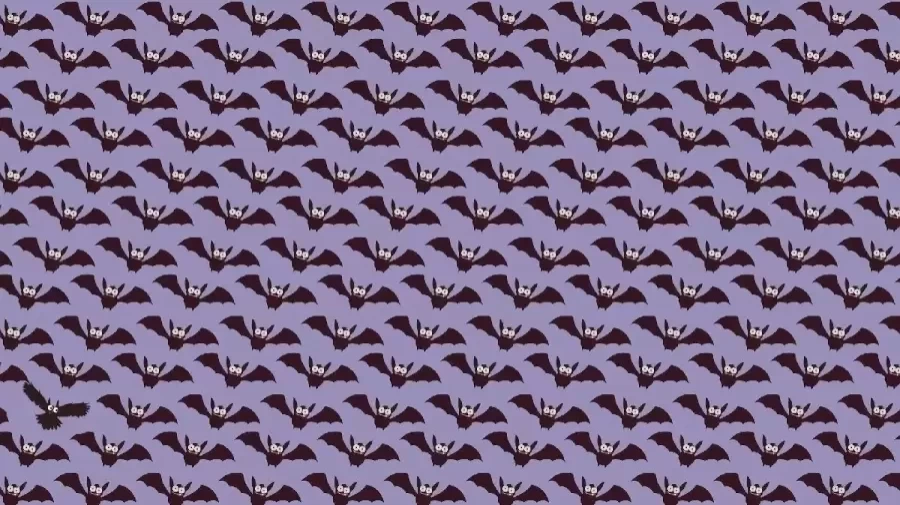 Can You Find The Owl Among The Bats Within 10 Seconds? Explanation And Solution To The Optical Illusion