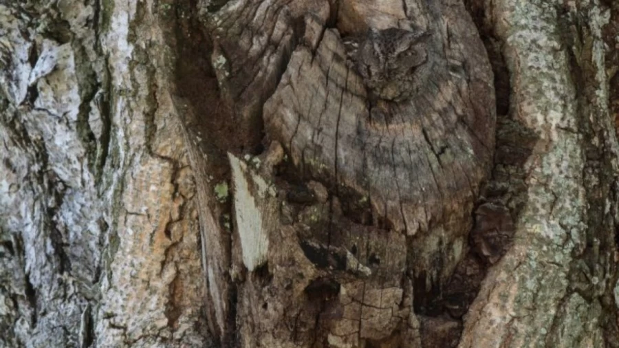 If you spot the owl in this tree within 5 seconds you have 20/20 vision | Observation Skills Test