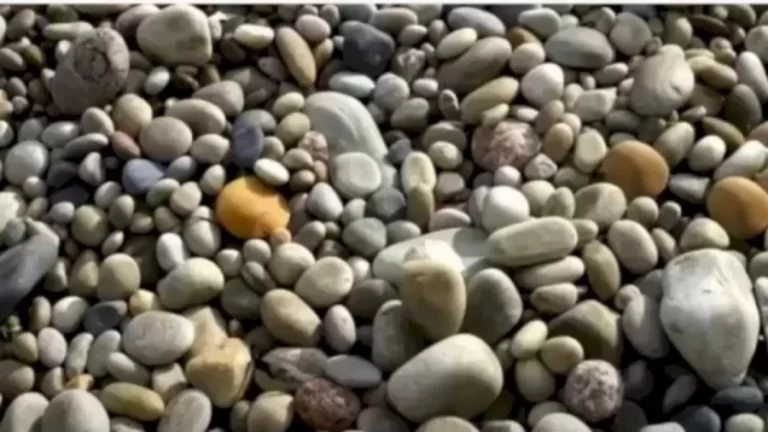 Observation Skill Test: Can You Find The Hidden Crab In This Image Within 15 Seconds?