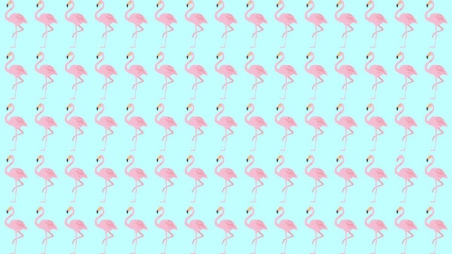 Observation Skill Test: Can you spot which Flamingo is different in 10 seconds?