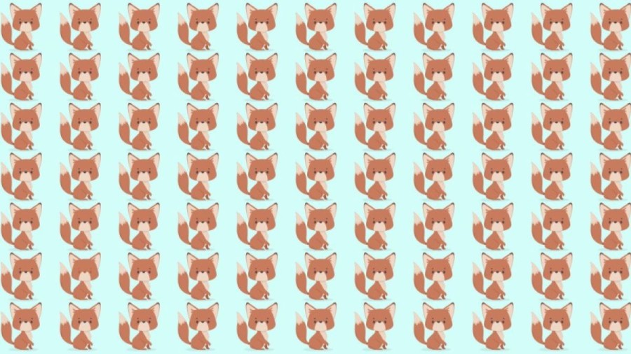 Observation Skill Test: Can you spot which Fox is different in 10 seconds?