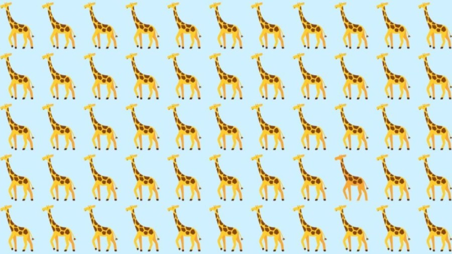 Observation Skill Test: Can you spot which Giraffe is different in 10 seconds?