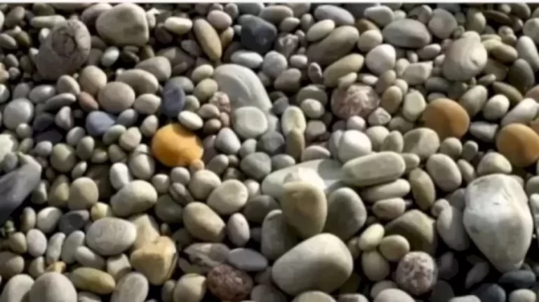 Observation Skills Test: Can You Find The Hidden Crab In This Image Within 12 Seconds?