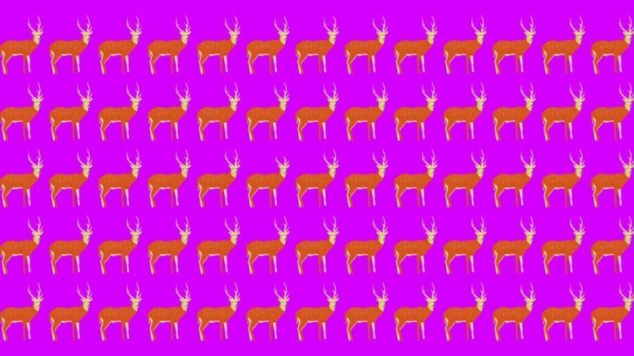 Observation Skills Test: Can you find the odd Deer within 12 seconds?