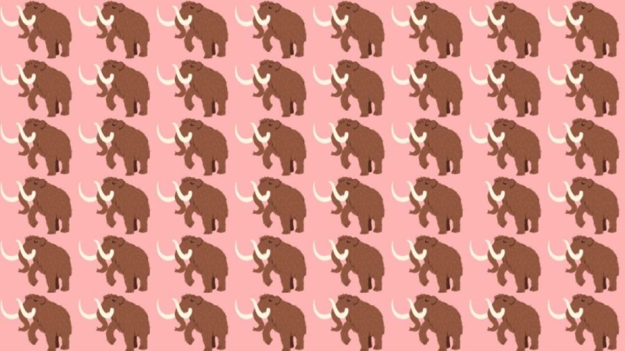 Observation Skills Test: Can you find the odd Mammoth within 12 seconds?