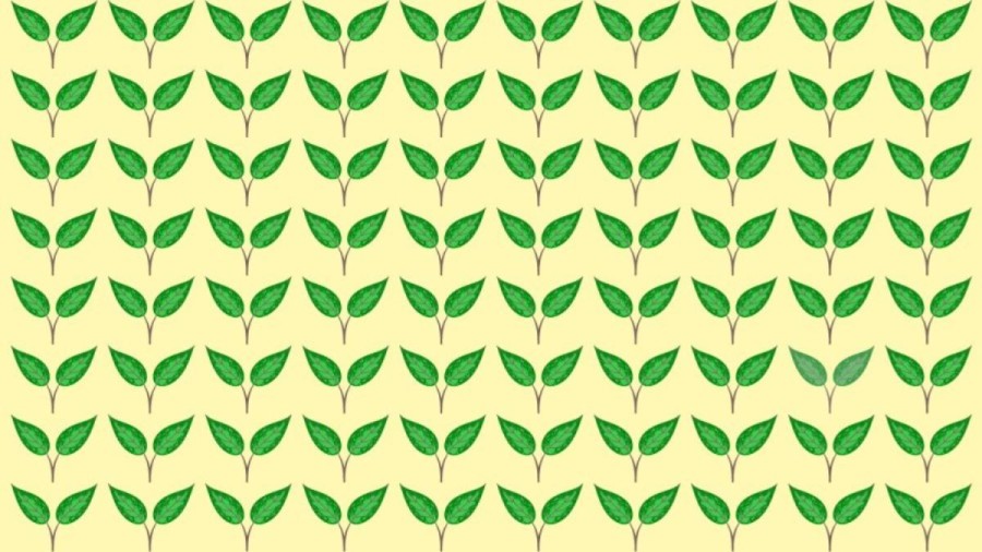 Observation Skills Test: Can you spot which Leaves are different in 10 seconds?