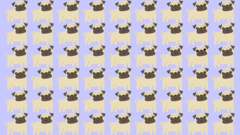 Observation Skills Test: Can you spot which Pug Dog is different in 10 seconds?