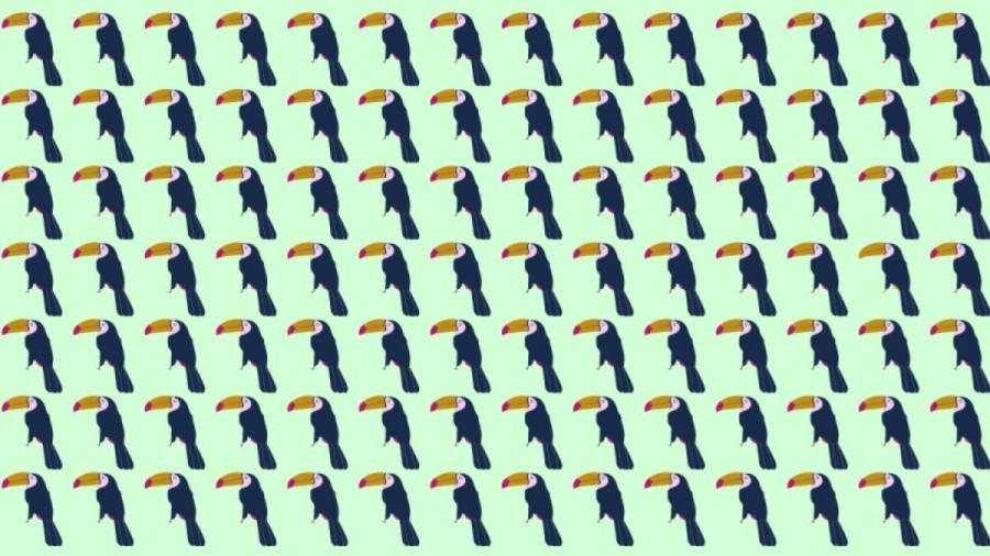 Observation Skills Test: Can you spot which Toucan Bird is different in 10 seconds?