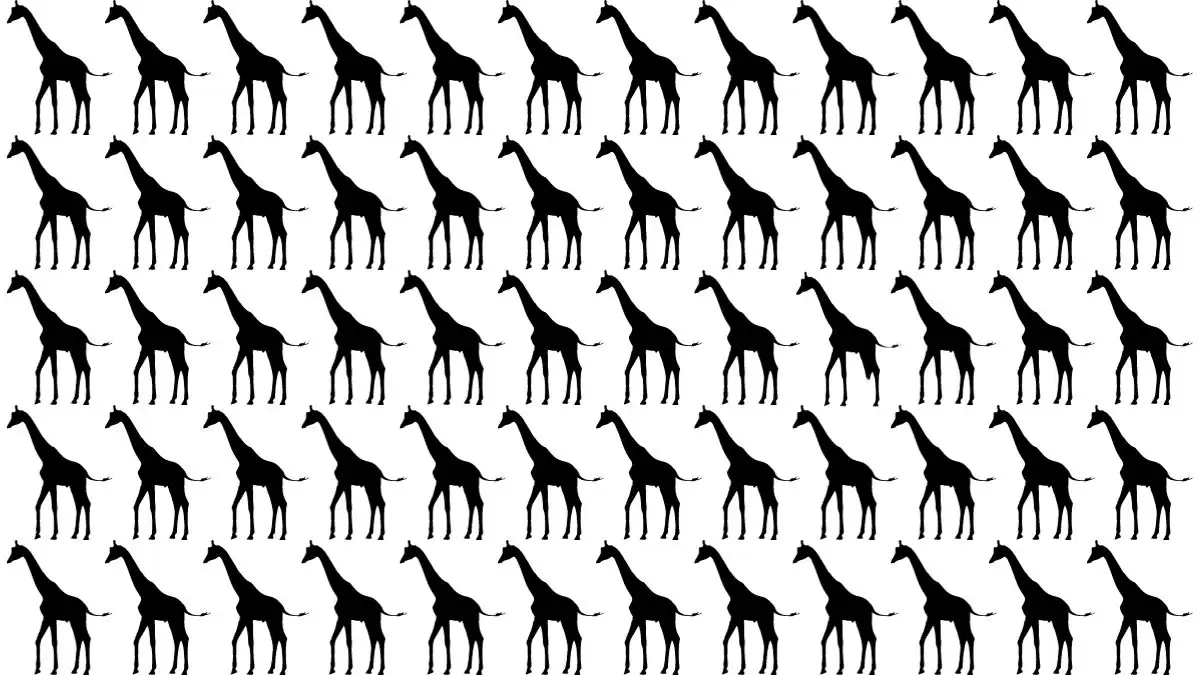 Only 5% of People Can Spot the Odd Giraffe in This Image Within 10 Seconds