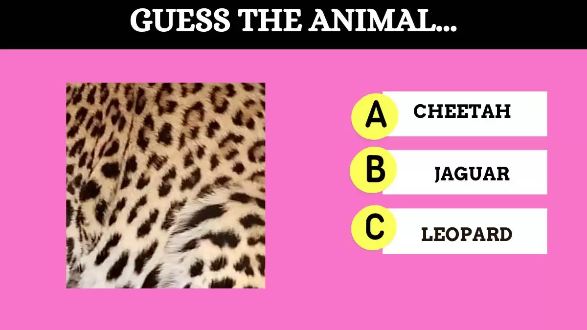 Only people with the IQ Can Guess the Animal within 10 Seconds