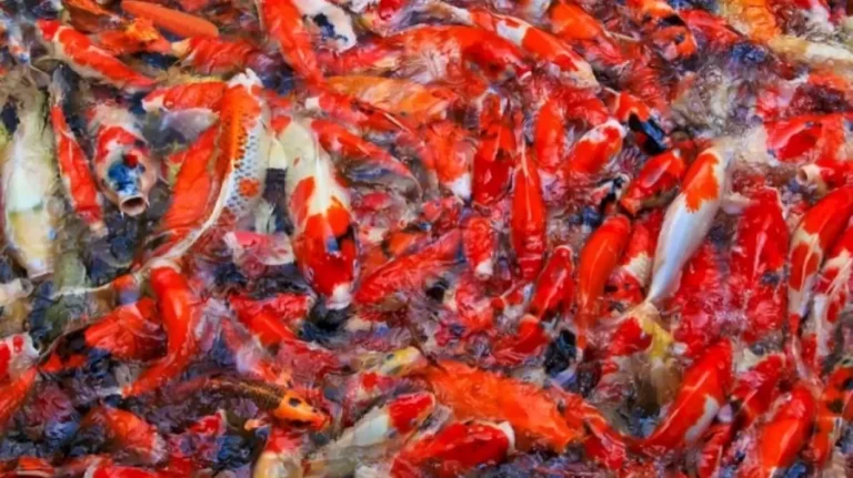 Optical Illusion Brain Test: Try to Find the Carrot Fell among these Fishes in less than 16 Seconds