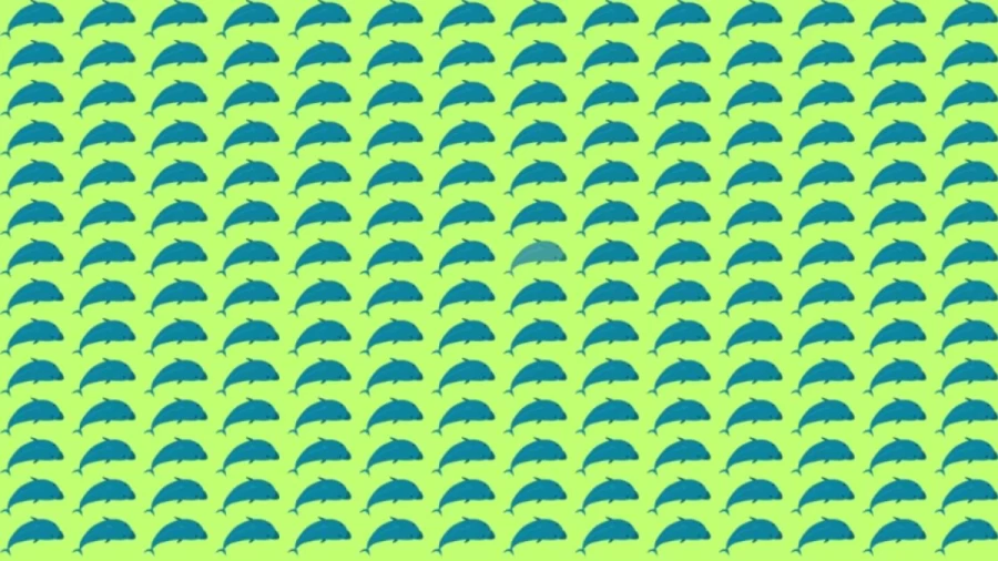 Optical Illusion: Can you find the Odd Dolphin in 10 Seconds?