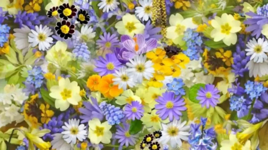 Optical Illusion Eye Test: Find The Hidden Grape Among These Flowers Within 10 Seconds?