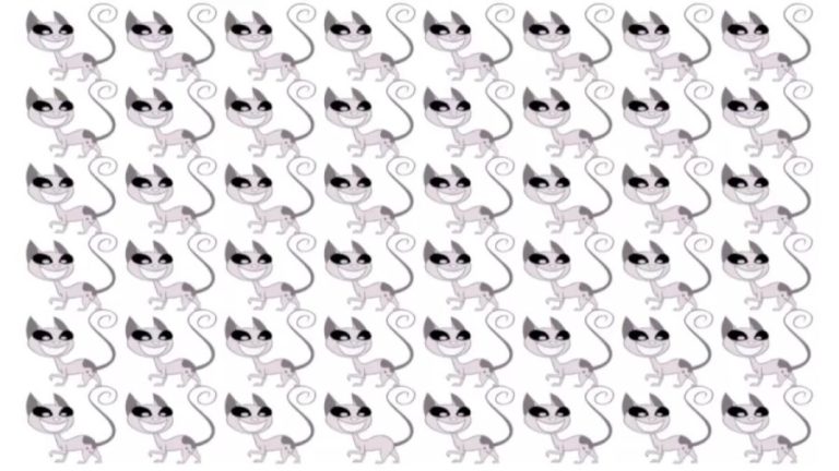 Brain Teaser – Which Cat Is Different? Picture Puzzle