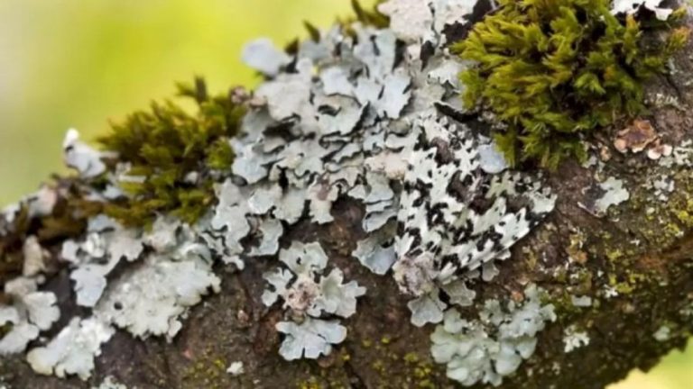 Can You Find The Peppered Moth Within 7 Secs? Explanation And Solution To The Peppered Moth Optical Illusion