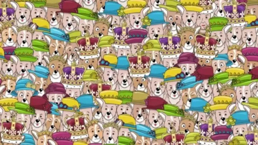 Can You Find The Queen Among The Corgis Within 12 Seconds? Explanation And Solution To The Optical Illusion