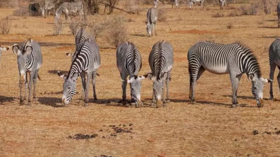 Can you spot the Hidden Lion Among the Zebra within 15 Seconds? Explanation and Solution to the Lion Optical Illusion