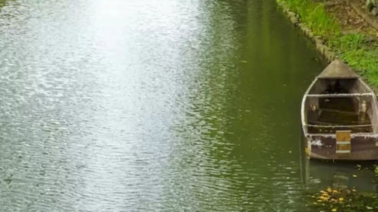 Finding Alligator Optical Illusion: Within 14 Seconds, Can You Locate The Alligator in this Canal?