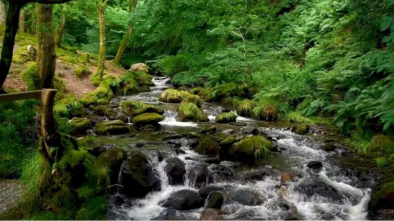 Finding Crow Optical Illusion: Only 5% Of The People Can Find The Crow In This Forest