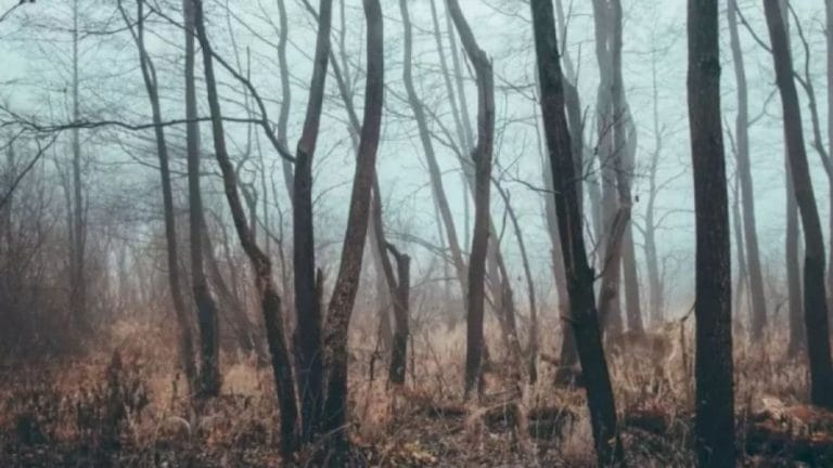 Finding Elk Optical Illusion: Within 10 Seconds, Try to Spot the Elk in this Leafless Forest