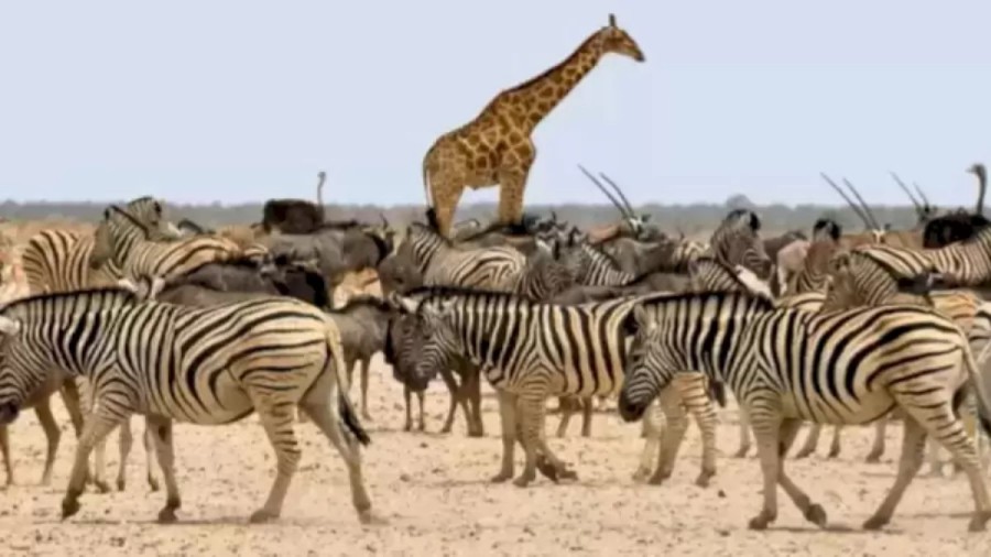 Finding Horse Optical Illusion – Can You Detect the Hidden Horse Among the Zebra in 19 Secs?