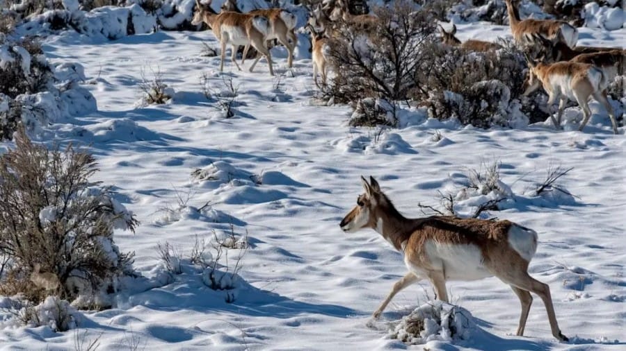 Hare Search Optical Illusion: Can you spot the Hare among these Deer in less than 16 Seconds?