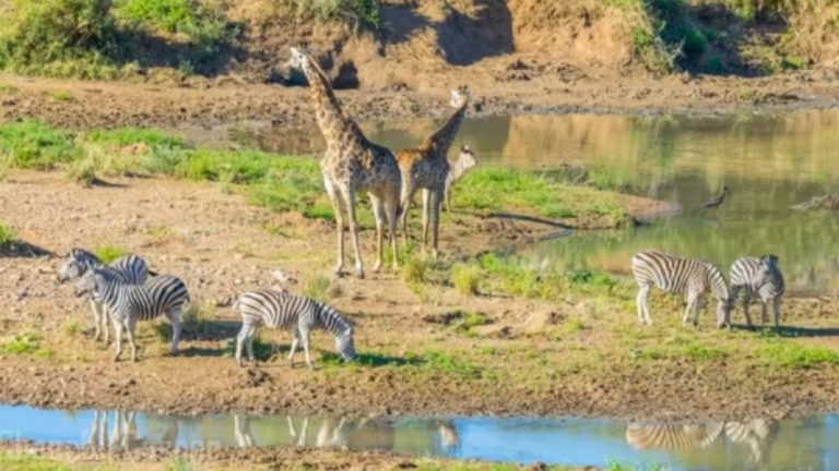 Hippo Search Optical Illusion: Spot The Hippo Among These Animals Within 13 Seconds