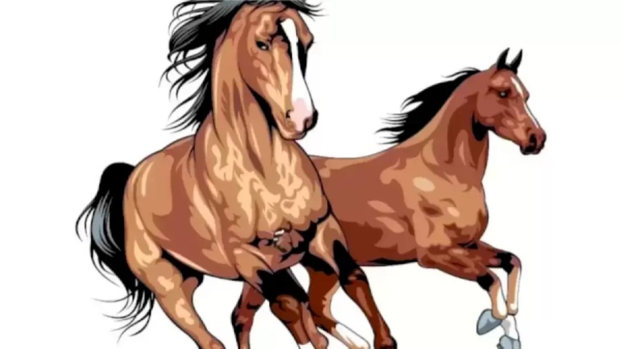 Optical Illusion Brain Test: You Are An Intelligent If You Find The Hidden Horse Rider Here