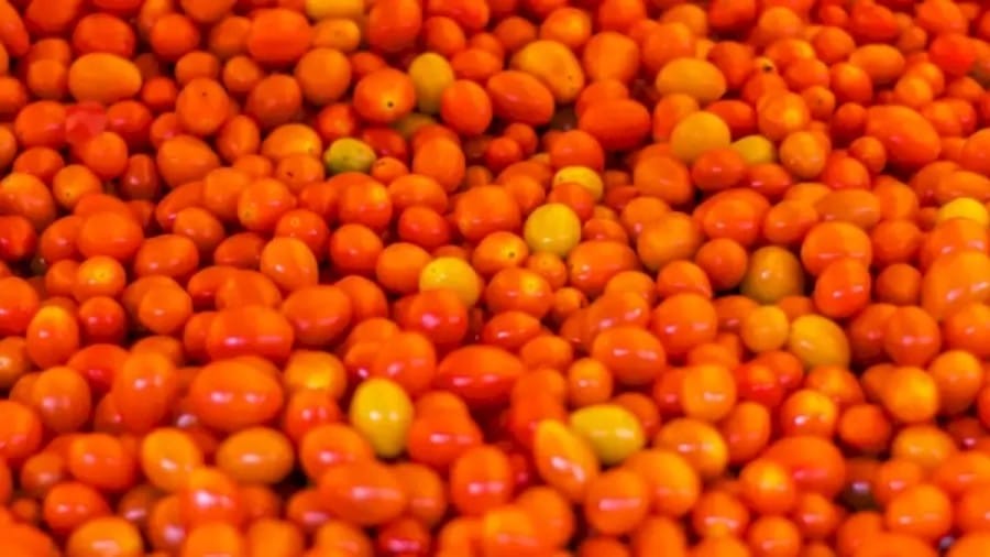 Optical Illusion: Can You Spot The Cranberry Among These Tomatoes In Less Than 15 Seconds?